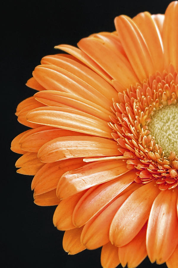 Gerbera #7 Photograph by Paulo Goncalves