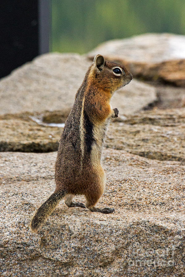 Golden Mantled Ground Squirrel #7 Photograph by Fred Stearns