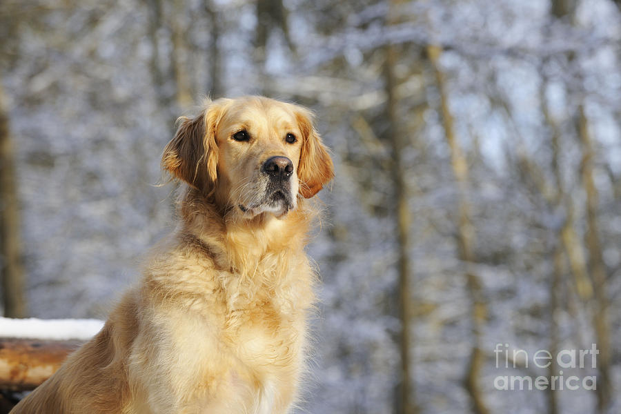 Golden Retriever Dog #7 Photograph by John Daniels