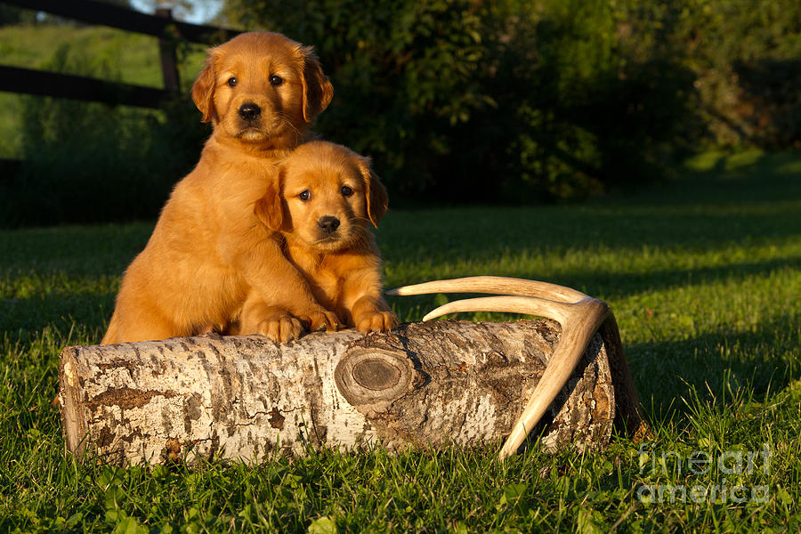 Golden Retriever Puppies #7 Photograph by Linda Freshwaters Arndt