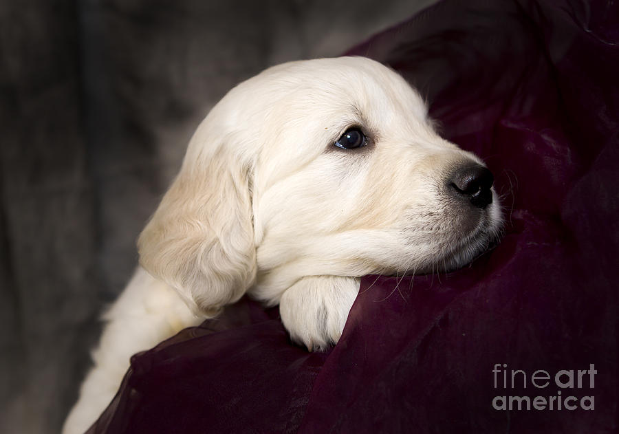Golden retriever puppy #7 Photograph by Ang El