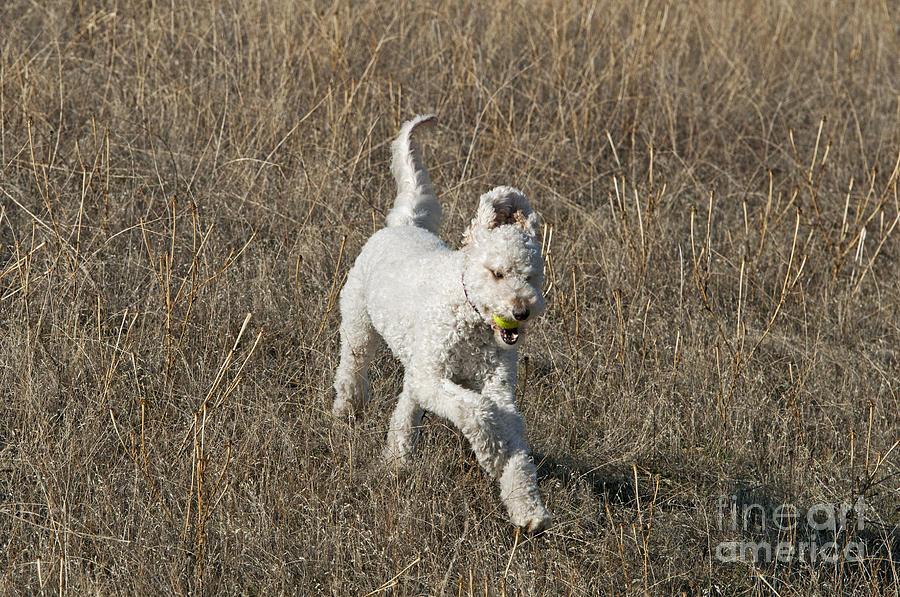Goldendoodle Running #7 Photograph by William H. Mullins