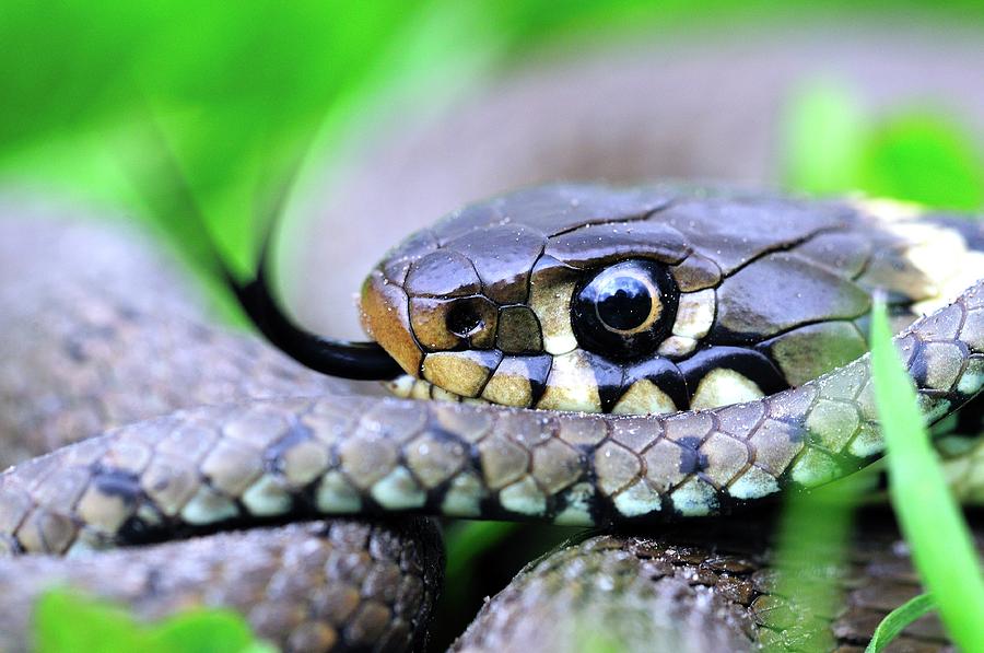 Grass Snake #7 Photograph by Colin Varndell
