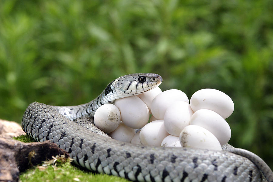Grass Snake With Eggs #7 Photograph by M. Watson