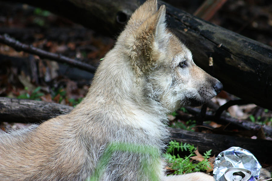 Gray Wolf Pup #7 Photograph by Amanda Stadther