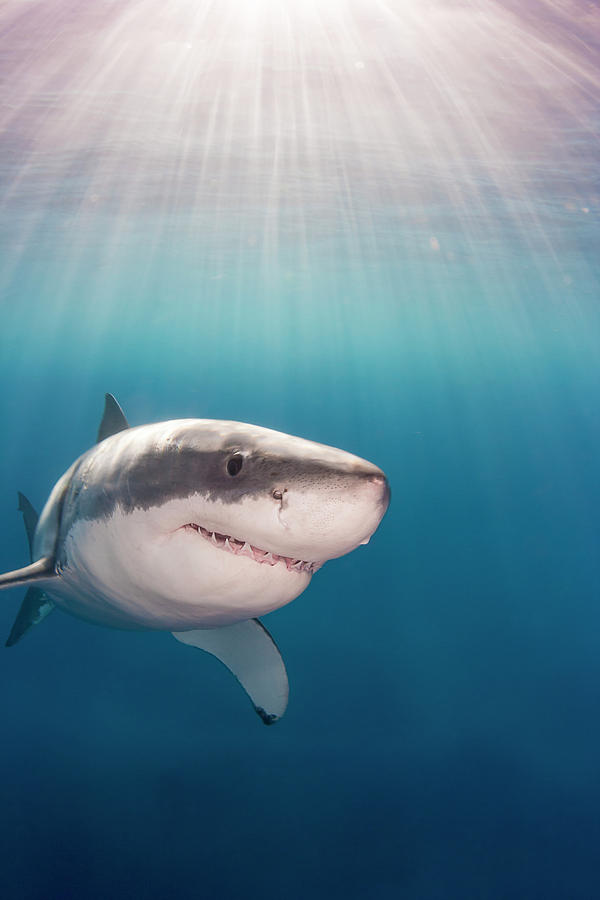 Great White Shark  Carcharodon #7 Photograph by Dave Fleetham