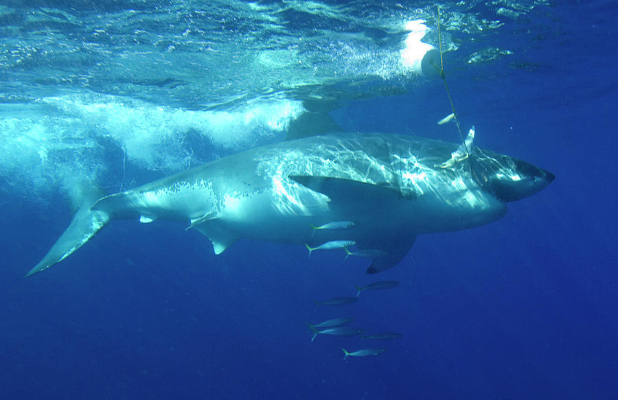 Great White Shark Photograph - Great White Shark by Louise Murray/science Photo Library Great White Shark Photograph - Great White Shark by Louise Murray/science Photo Library