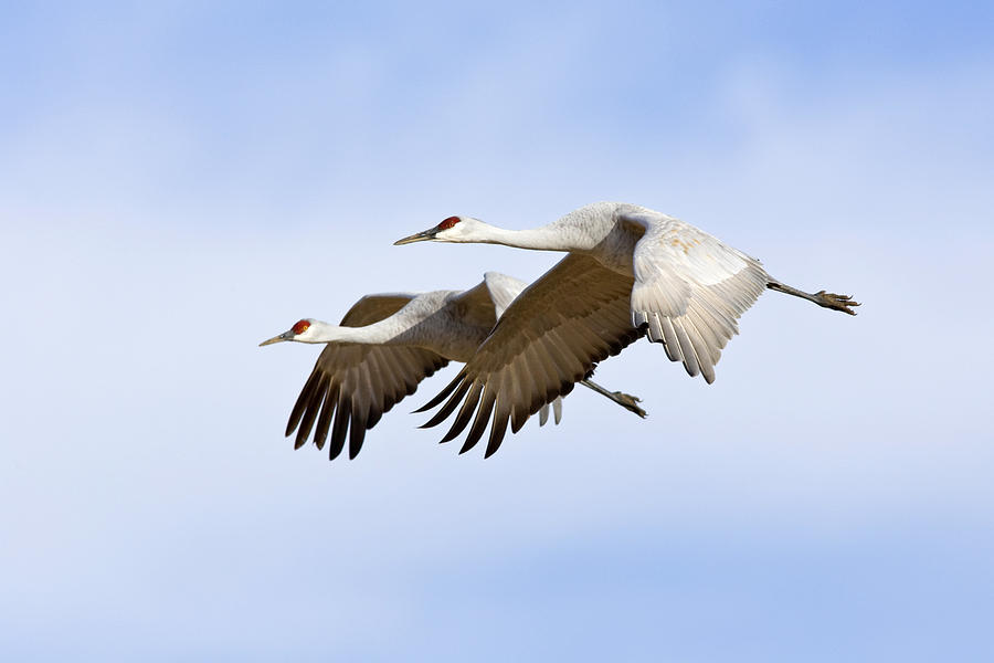 Greater Sandhill Crane Photograph by Craig K. Lorenz - Fine Art America