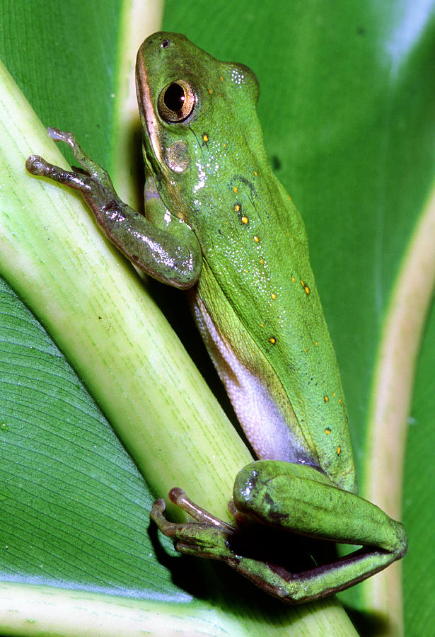 Green Tree Frog #7 Photograph by Millard H. Sharp