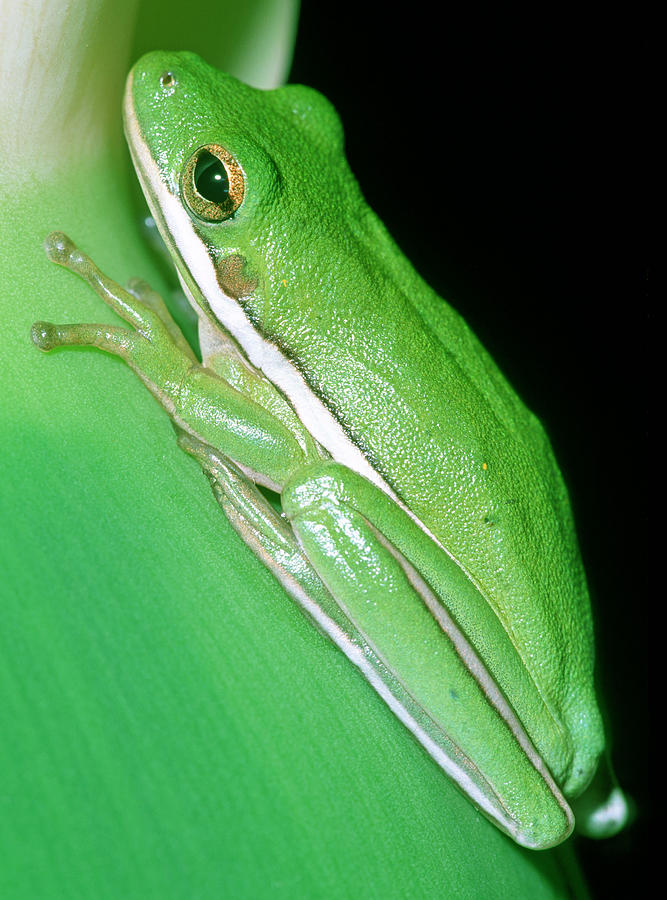 Green Treefrog #7 Photograph by Millard H. Sharp