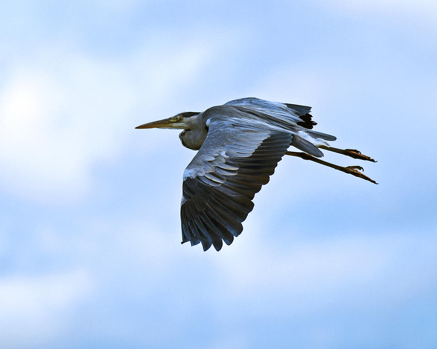 Grey Heron #7 Photograph by Paul Scoullar