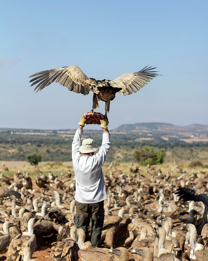 Vulture Photograph - Griffon Vulture Conservation #7 by Nicolas Reusens