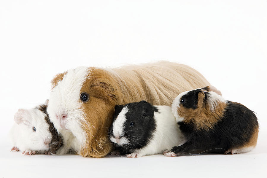 Guinea Pigs #7 Photograph by Jean-Michel Labat Guinea Pigs #7 Photograph by Jean-Michel Labat