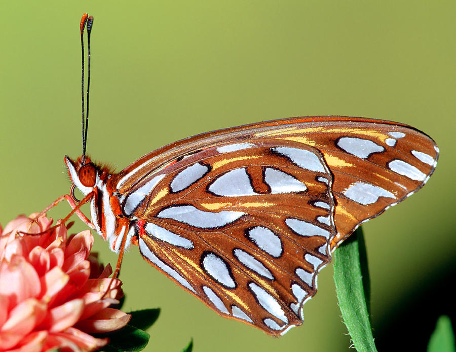 Gulf Fritillary Butterfly #16 Photograph by Millard H Sharp