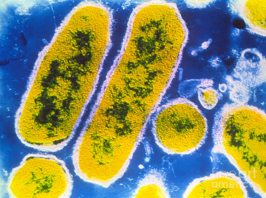 Haemophilus Influenzae Bacteria Photograph By Cnri