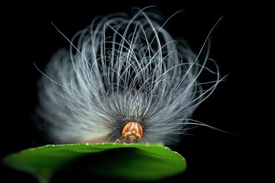 Hairy Caterpillar #7 Photograph by Melvyn Yeo/science Photo Library