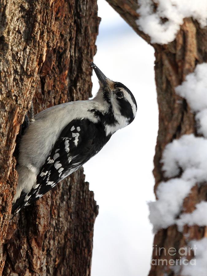 Hairy Woodpecker #7 Photograph by Jack R Brock