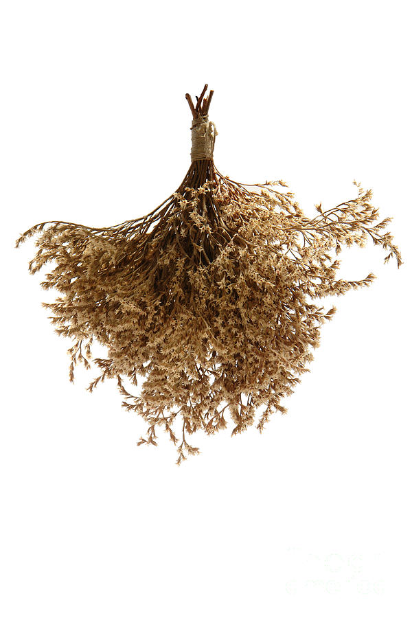 Hanging Dried Flowers Bunch #7 Photograph by Olivier Le Queinec