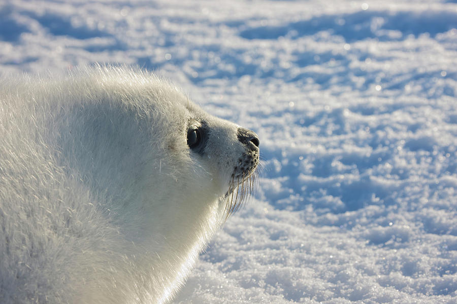 Nature Photograph - Harp Seal Pup, Close Up, Iles De La #7 by Keren Su