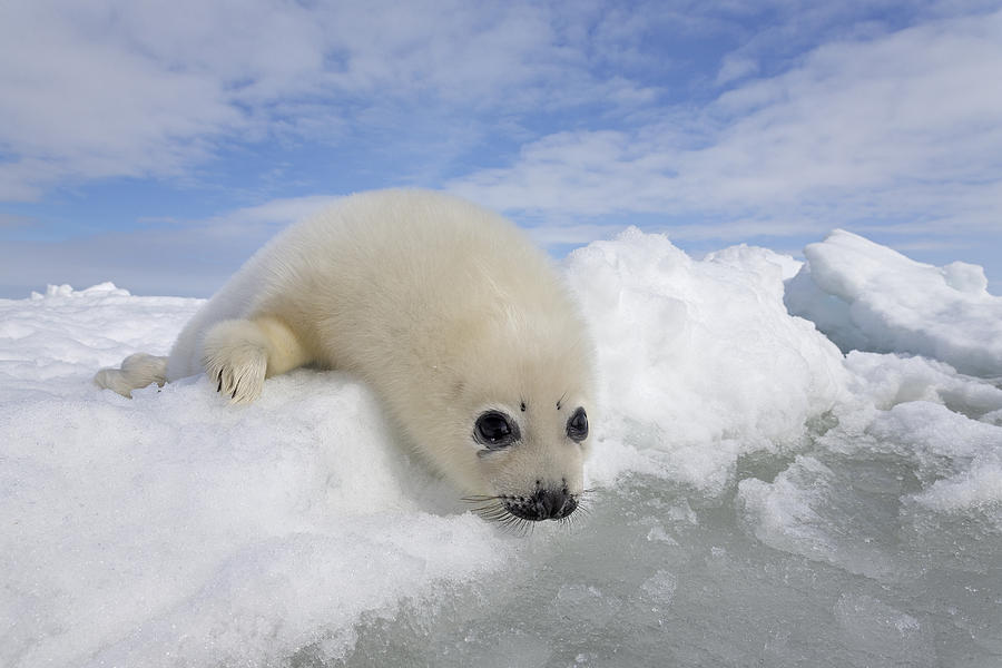 Harp Seal Pup Gulf Of St Lawrence #7 Photograph by Ingo Arndt