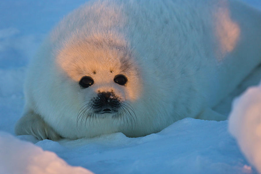 Harp Seal Pup On Ice, Iles De La Photograph by Keren Su