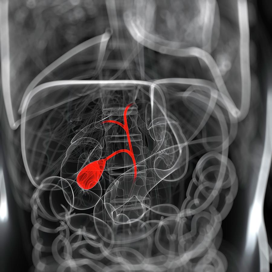 Healthy Gallbladder #7 Photograph by Science Photo Library Healthy Gallbladder #7 Photograph by Science Photo Library