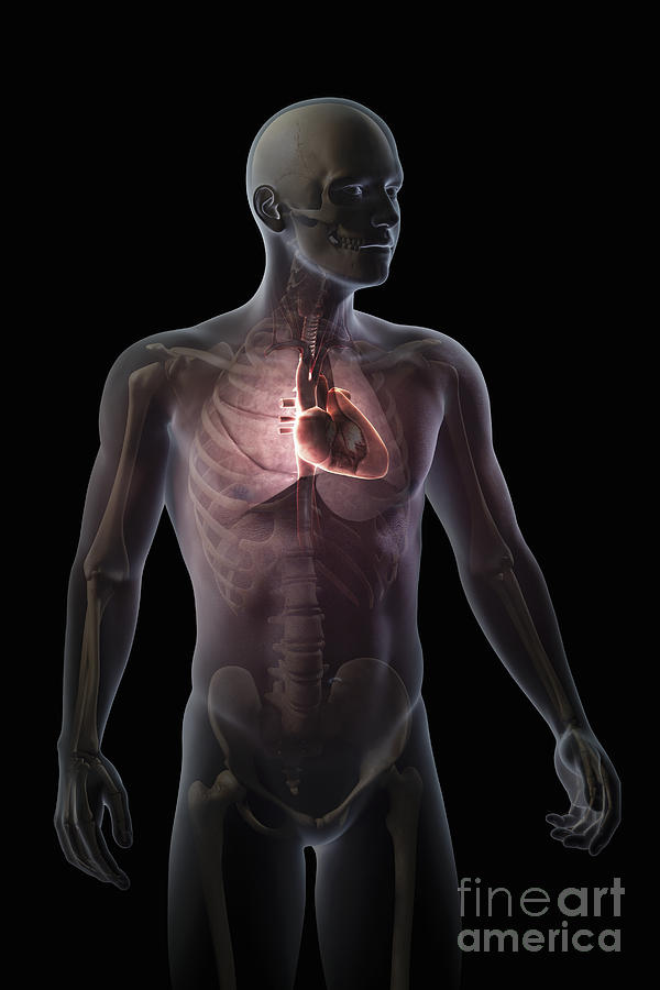 Heart Within The Chest #7 Photograph by Science Picture Co