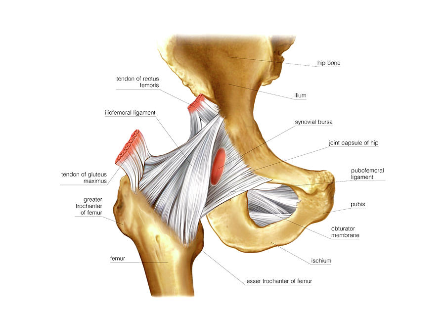 hip joint diagram