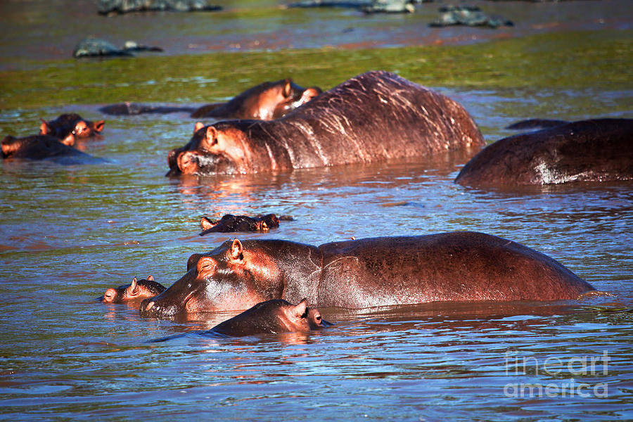 Hippopotamus Photograph - Hippopotamus in river. Serengeti. Tanzania #7 by Michal Bednarek