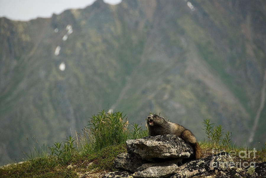 Hoary Marmot #7 Photograph by Mark Newman