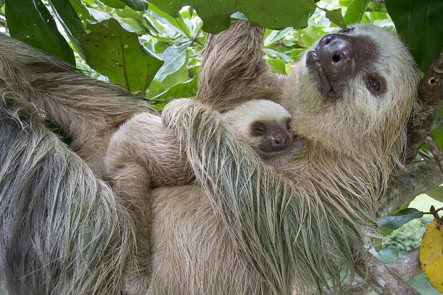 Hoffmanns Two-toed Sloth And Old Baby Photograph by Suzi Eszterhas