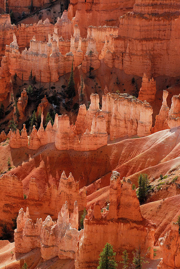 Hoodoos In Bryce Canyon National Park Photograph by Rich Wheater - Fine ...