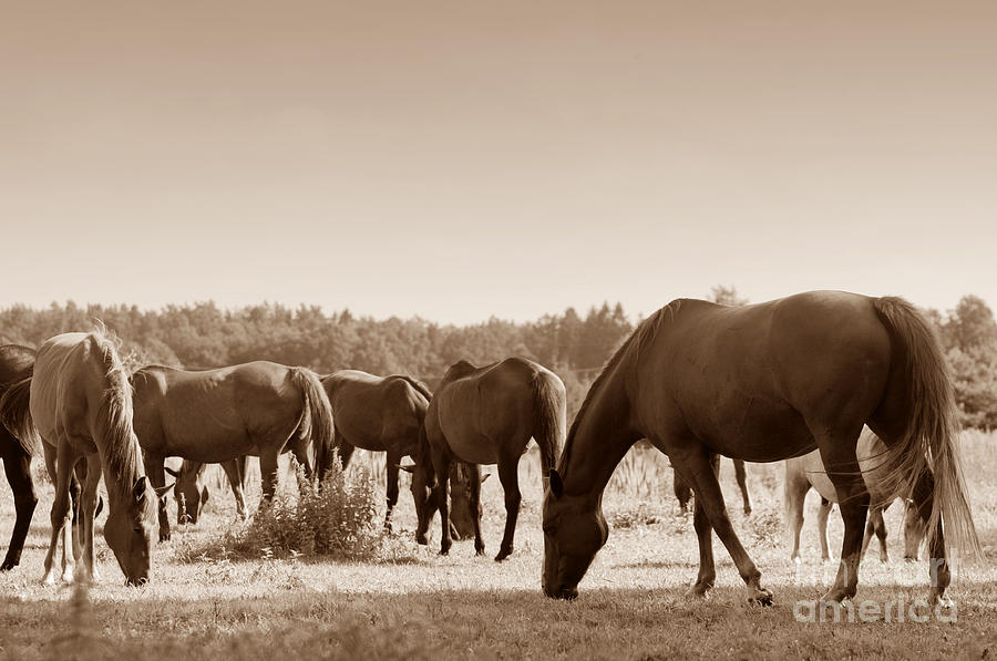 Horses On The Field Photograph