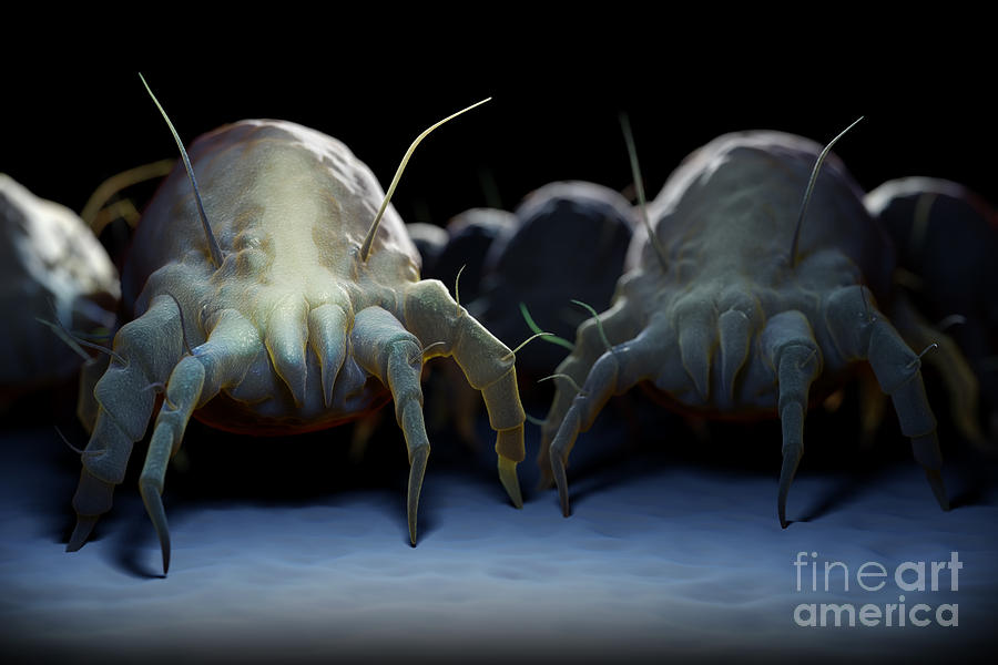 House Dust Mites #7 Photograph by Science Picture Co