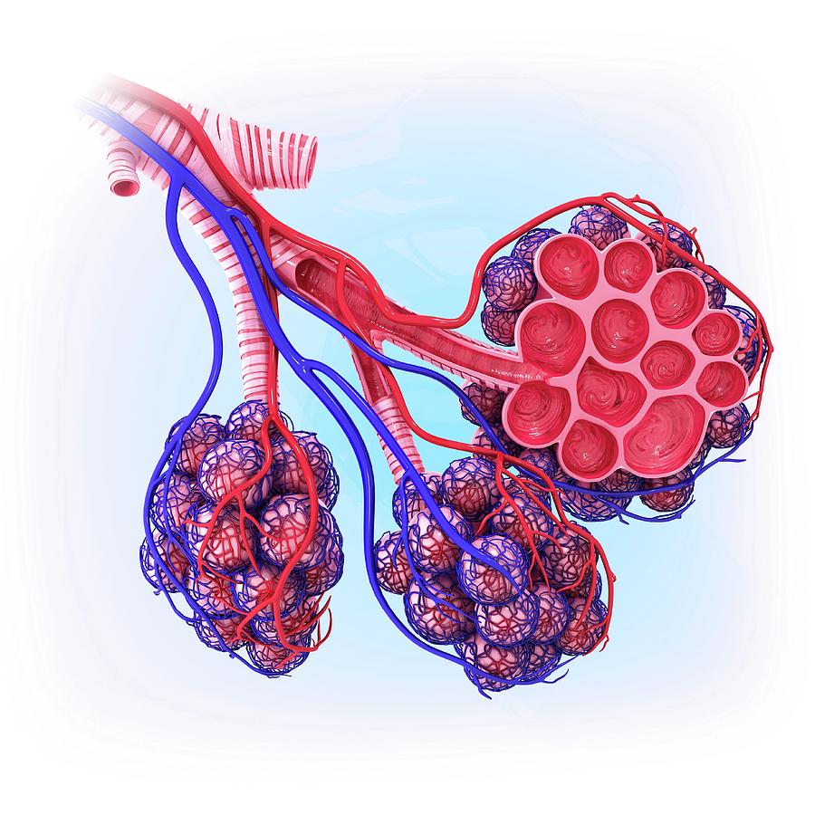 Human Alveoli #7 by Pixologicstudio