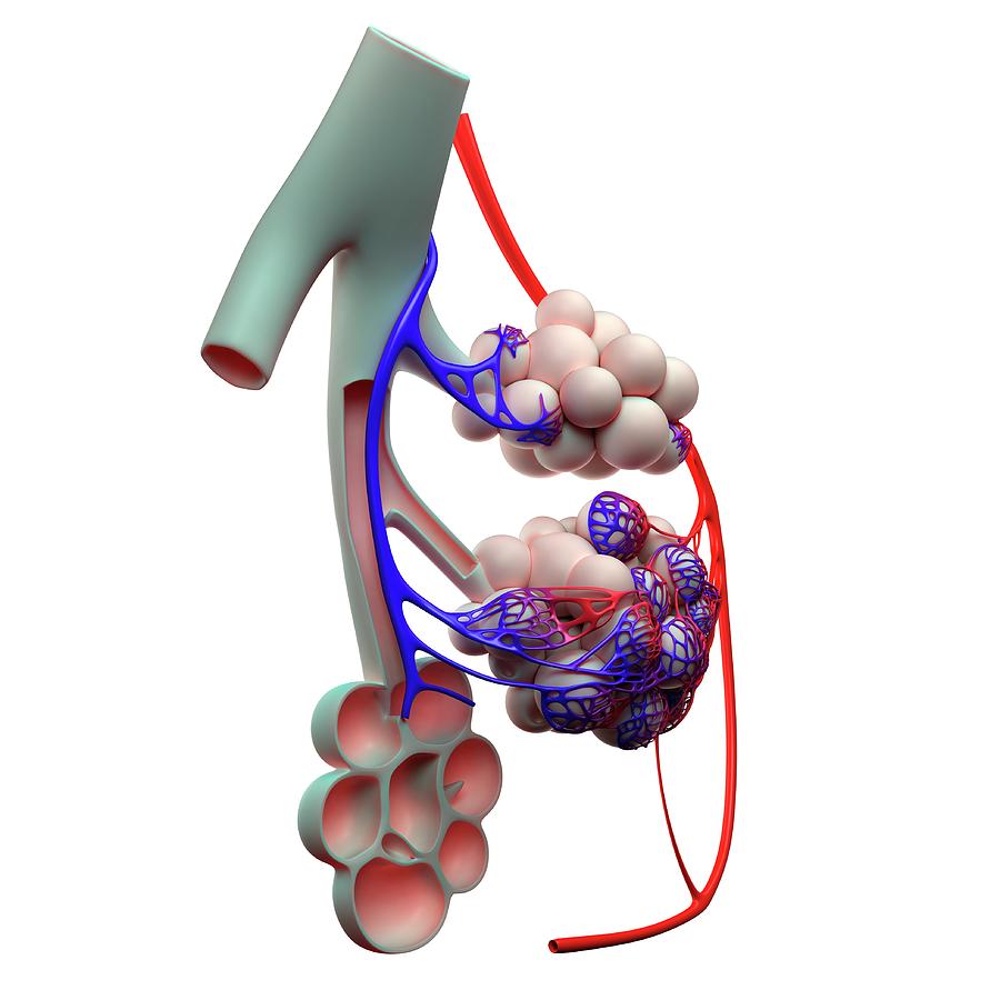 Human Alveoli Photograph by Sciepro/science Photo Library - Pixels