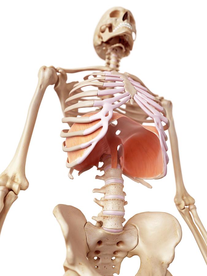 Human Diaphragm #7 Photograph by Sebastian Kaulitzki/science Photo Library