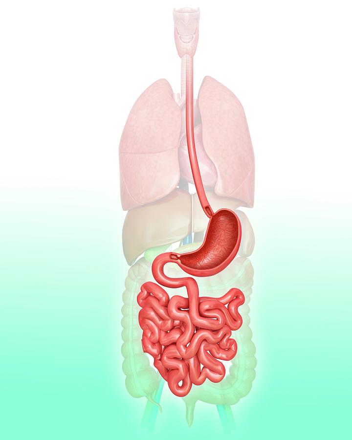 Illustration Photograph - Human Digestive System #7 by Pixologicstudio