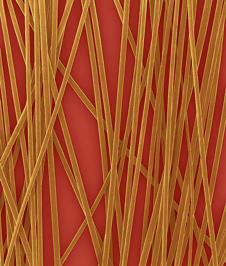 Human Hair Shafts #7 Photograph by Dennis Kunkel Microscopy/science Photo Library