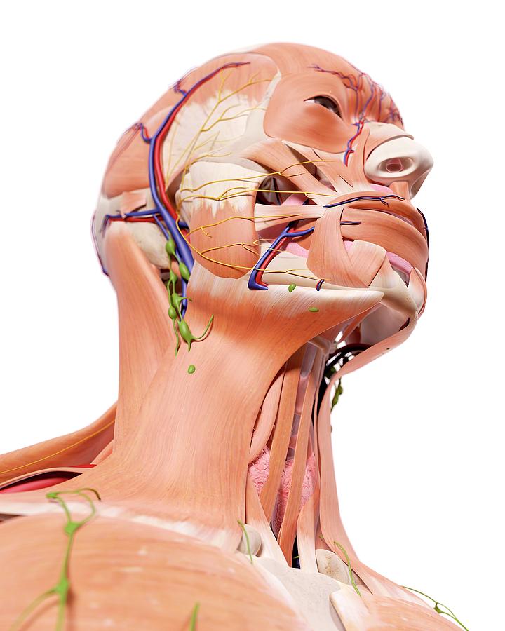 Human Head Anatomy Photograph by Sebastian Kaulitzki/science Photo Library