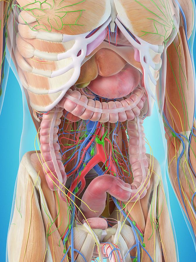 Human Internal Organs #7 Photograph by Science Photo Library - Pixels