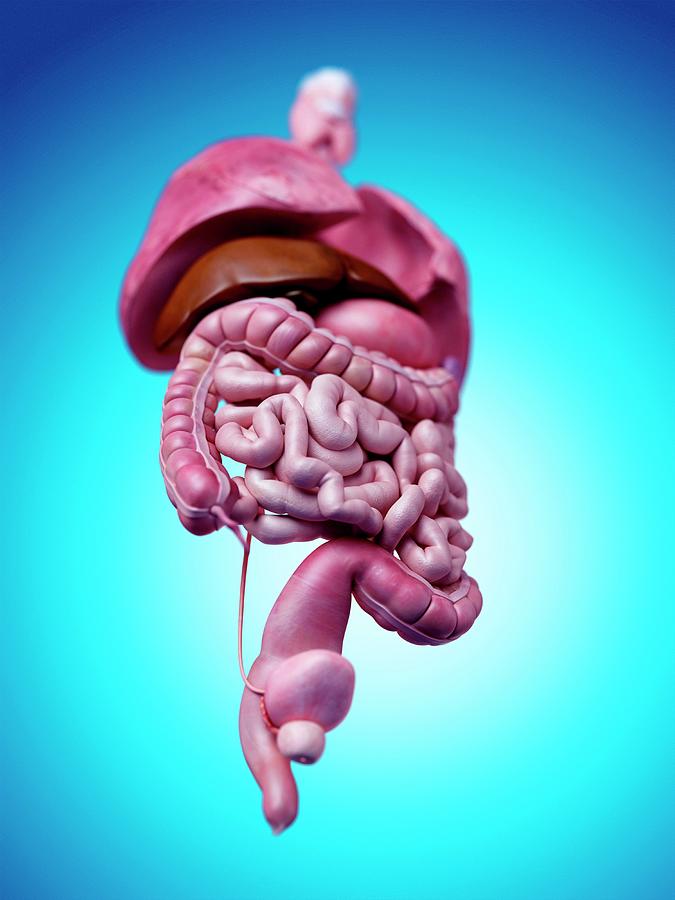 Human Internal Organs Photograph By Sebastian Kaulitzki Science Photo Library Fine Art America