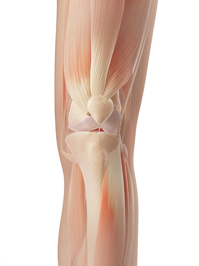 Illustration Photograph - Human Knee Muscles #7 by Sebastian Kaulitzki