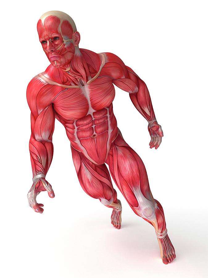 Human Muscular System Photograph By Sebastian Kaulitzki