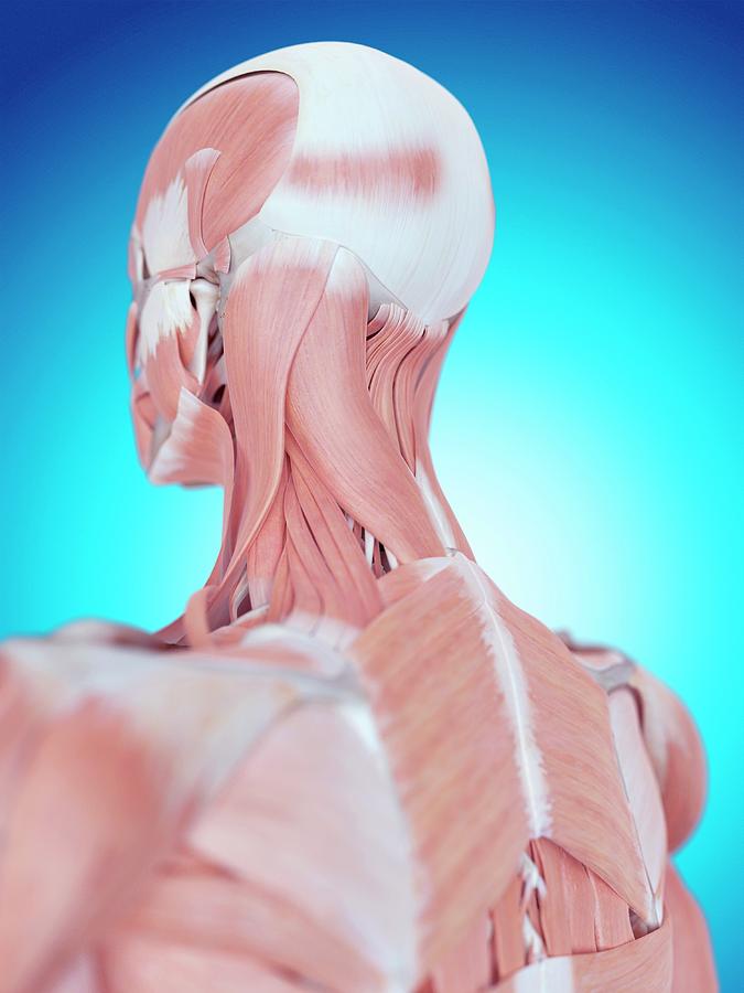 Human Neck And Back Anatomy Photograph by Sebastian Kaulitzki/science ...