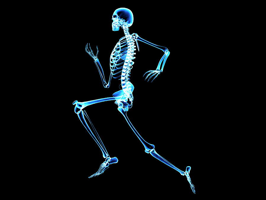 Human Skeleton Photograph by Pasieka