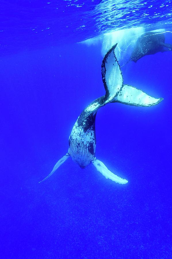 Humpback Whale #7 Photograph by Christopher Swann/science Photo Library