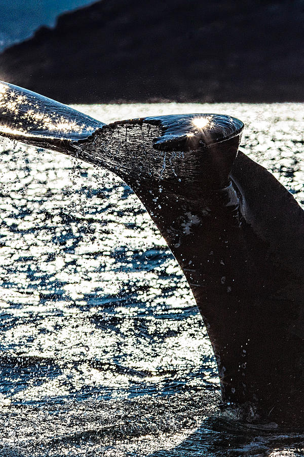 Humpback Whale Lobtailing #9 Photograph by Perla Copernik