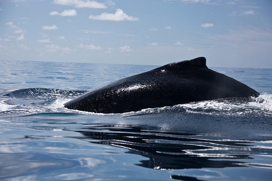 Humpback Whales Of The Silver Bank Photograph by Maya de Almeida Araujo ...