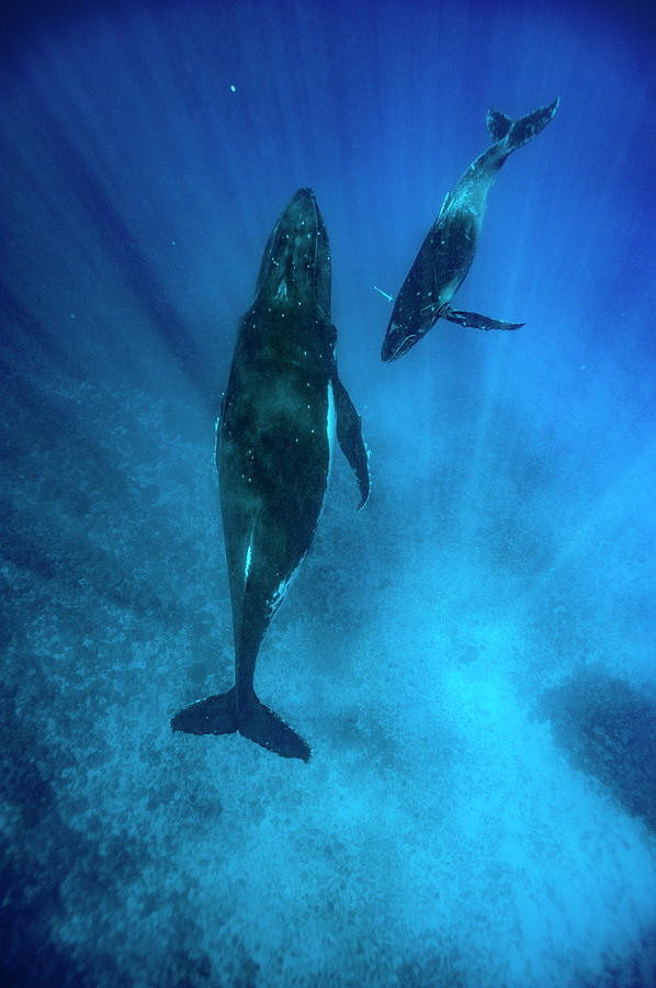 Humpback Whales Swimming In Ocean Photograph By Ted Wood